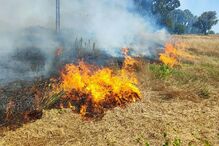 Incêndio, aveiros velhos, aveiro