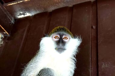 Jardim zoológico de Nova Kakhovka