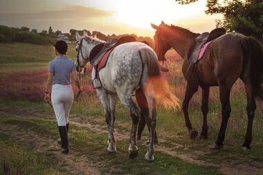 equitação, centro hípico, cavalos, Vila do Conde
