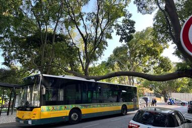 carris, autocarro, árvore