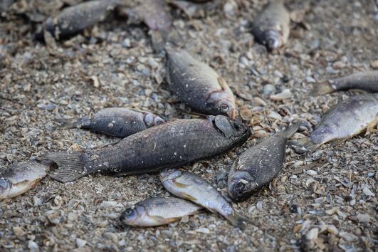 Peixes mortos depois da explosão da barragem de Kakhovka