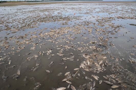 Peixes mortos depois da explosão da barragem de Kakhovka