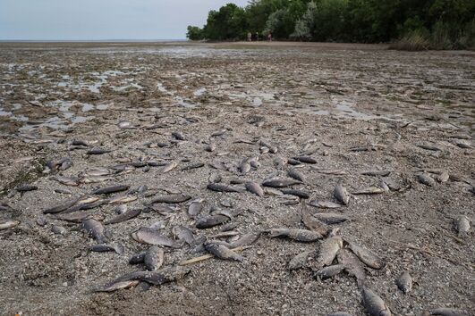 Peixes mortos depois da explosão da barragem de Kakhovka