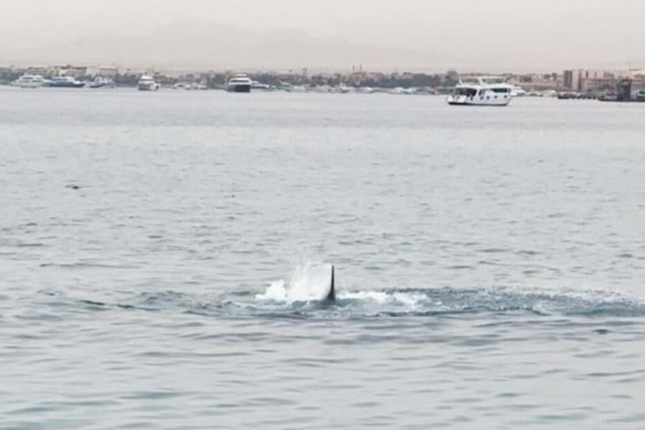 Jovem atacado por tubarão-tigre