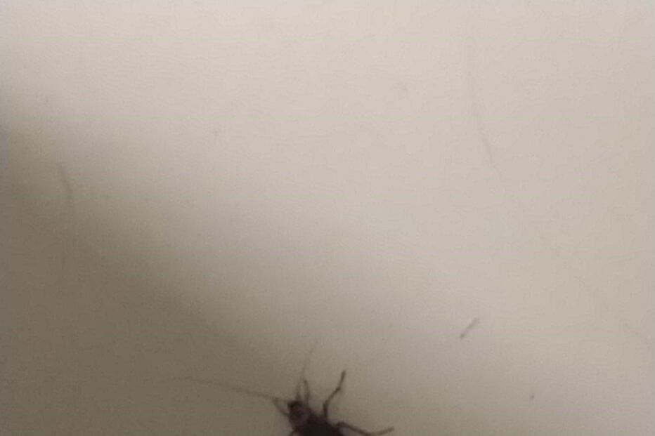 Barata na base de ambulâncias do INEM no Hospital de Faro