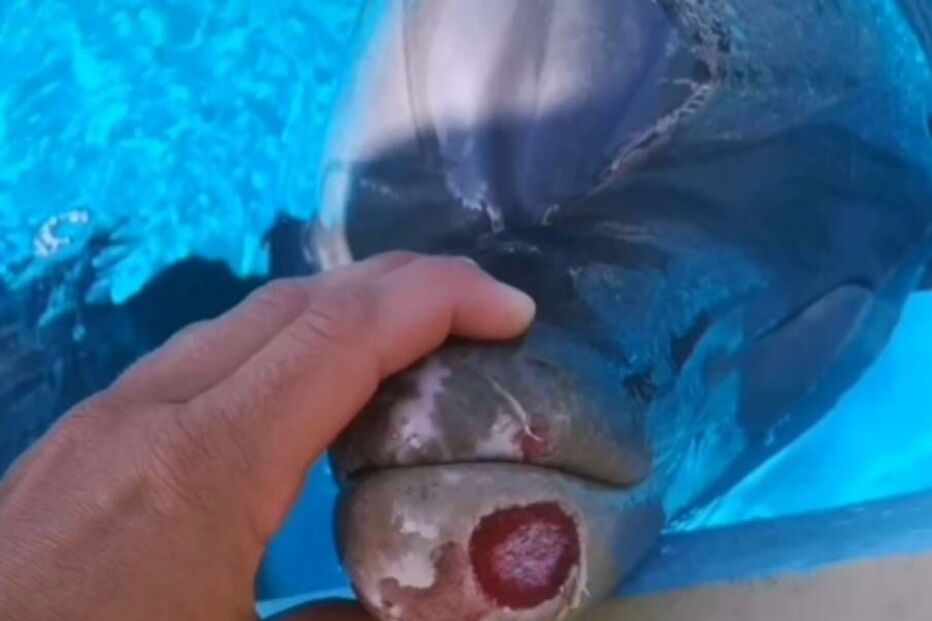 Golfinhos, empty tanks portugal