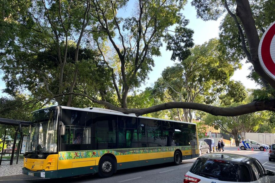 carris, autocarro, árvore