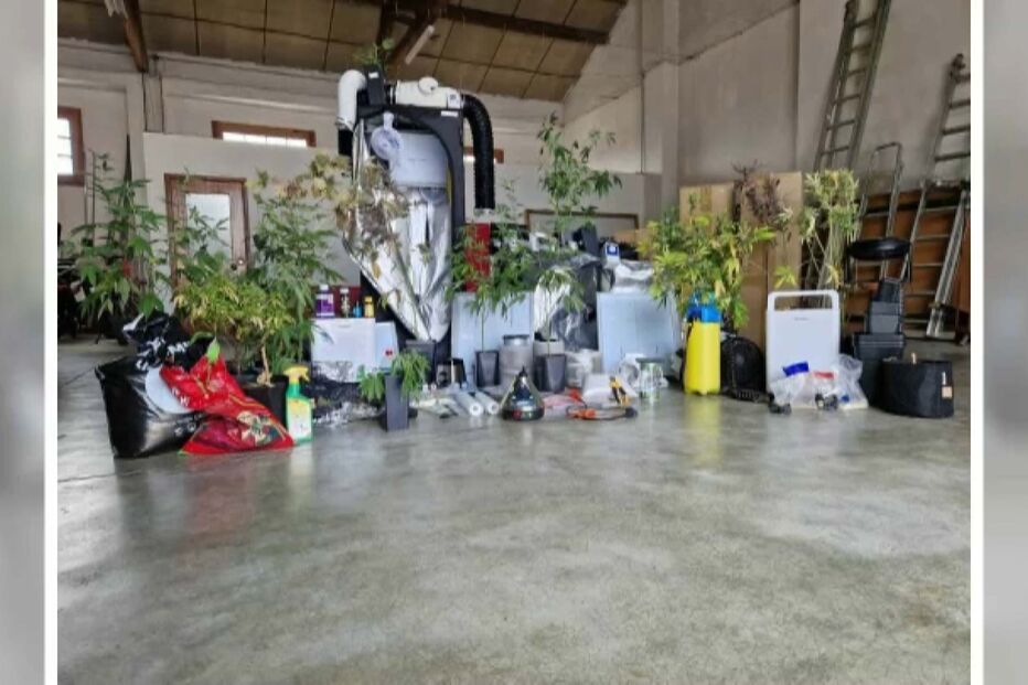 Plantação de droga numa moradia na Nazaré