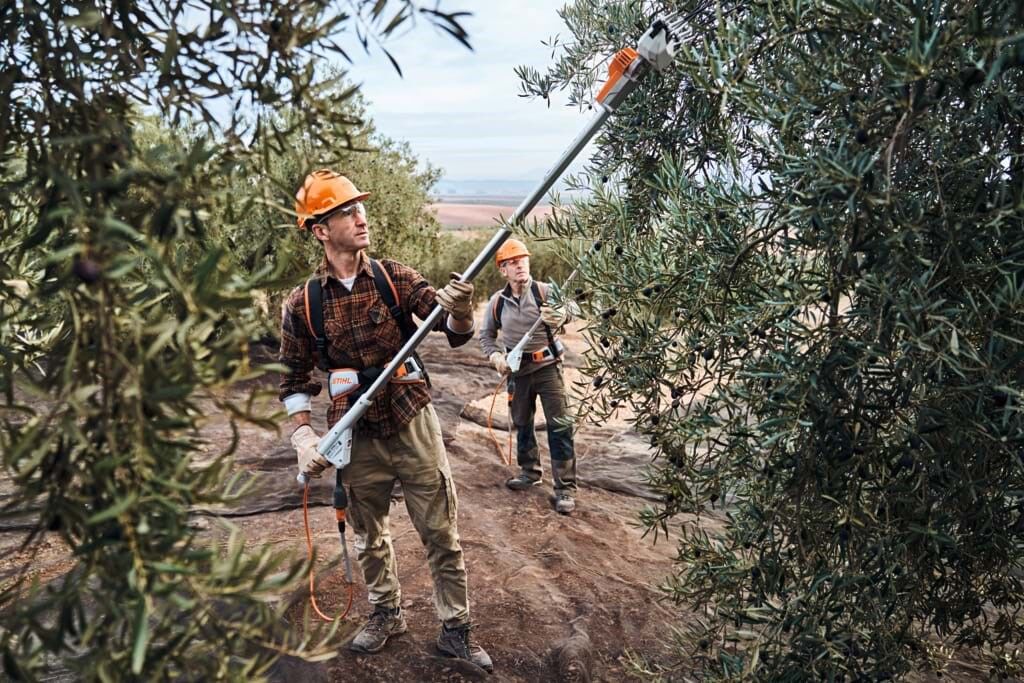 When do you pick olives?  These machines are irreplaceable