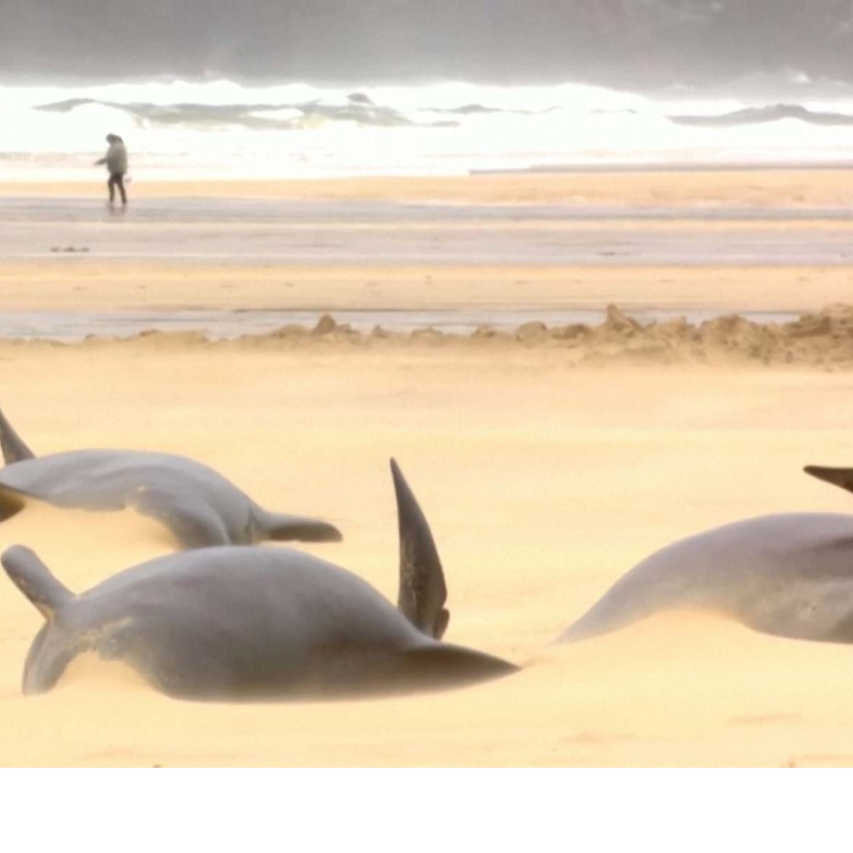 MORREU a BALEIA BELUGA encontrada no RIO SENA 