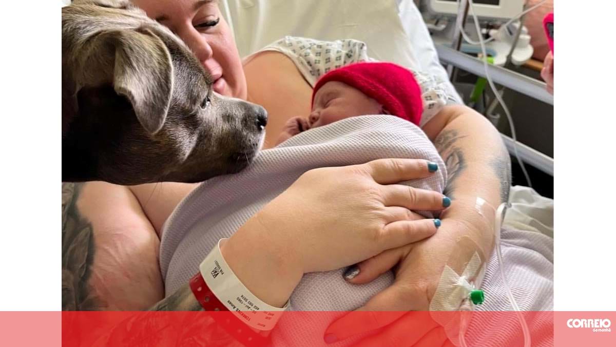 A support dog accompanies the owner to the delivery room in the UK – World