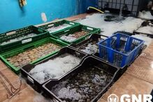 Apreendidas 25 toenaldas de amêijoa japonesa 