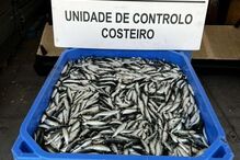 Pescado, apreensões, GNR