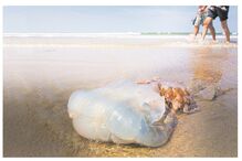 mar, praia, bichos perigosos