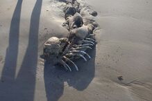 Imagens impressionantes mostram esqueleto misterioso encontrado numa praia na Austrália