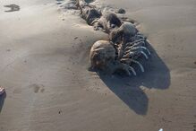 Imagens impressionantes mostram esqueleto misterioso encontrado numa praia na Austrália