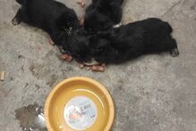 Cães resgatados em Paredes de Coura