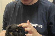 Cães resgatados em Paredes de Coura