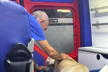 Cão resgatado