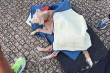 Cão resgatado