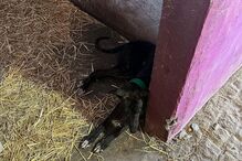 Cão abandonado na Quinta Prates