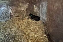 Cão abandonado na Quinta Prates