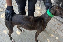 Cão abandonado na Quinta Prates