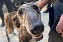 Cão abandonado na Quinta Prates