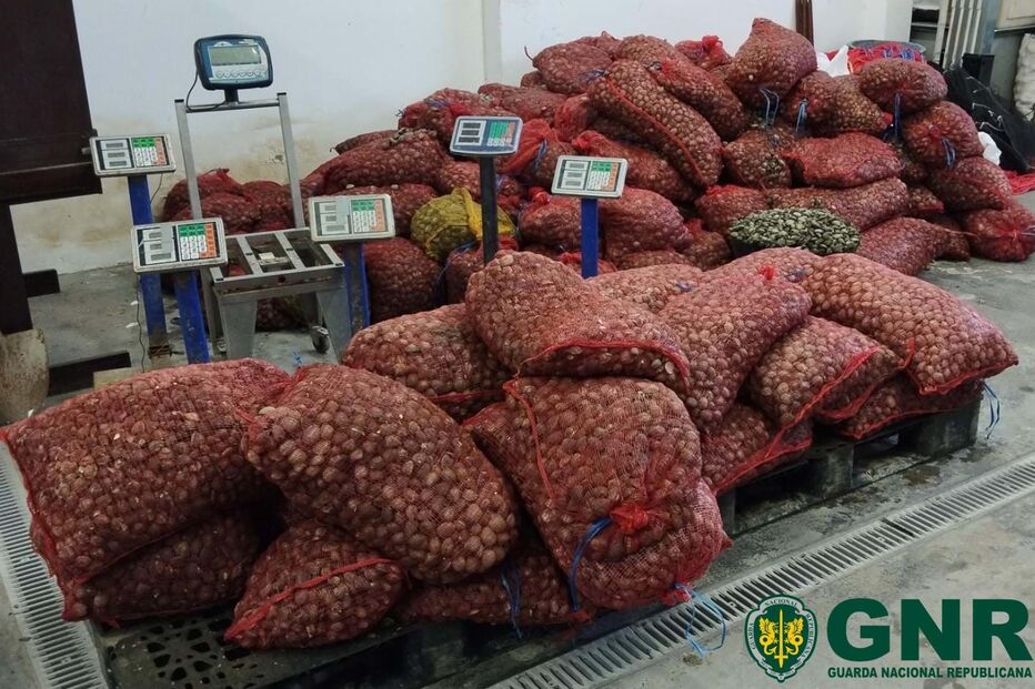 Apreendidas 25 toenaldas de amêijoa japonesa 