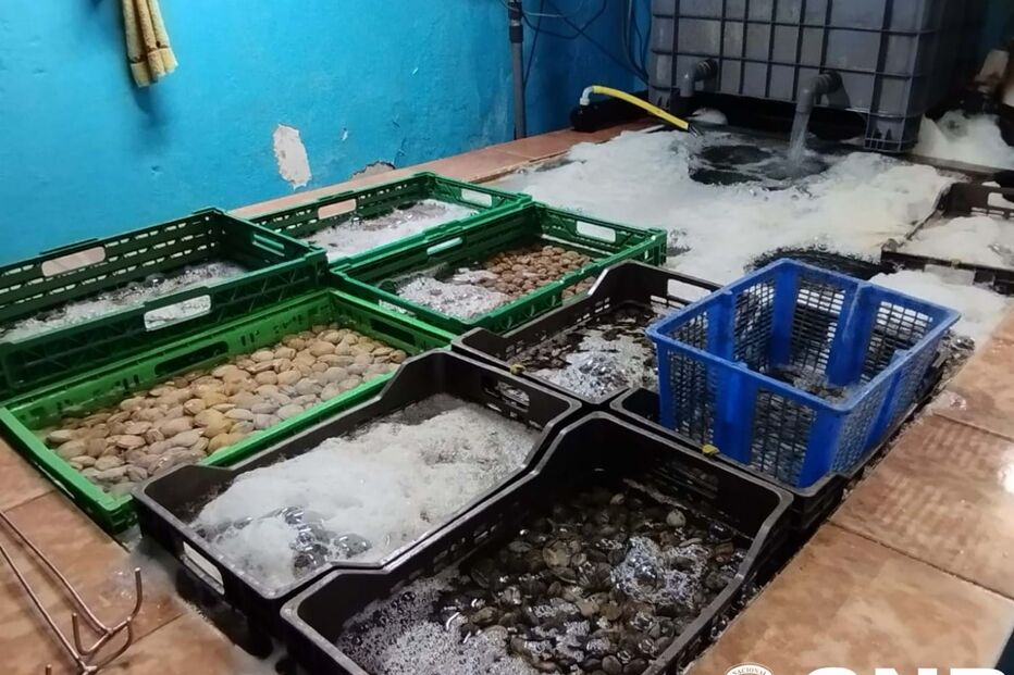 Apreendidas 25 toenaldas de amêijoa japonesa 