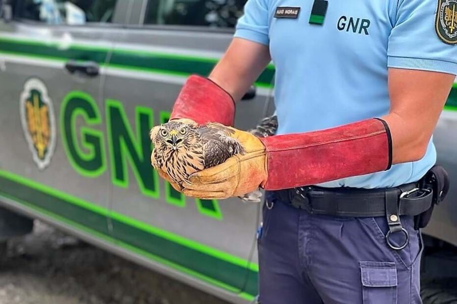 Falcão peneireiro juvenil