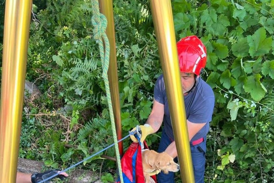 Bombeiros salvam cão