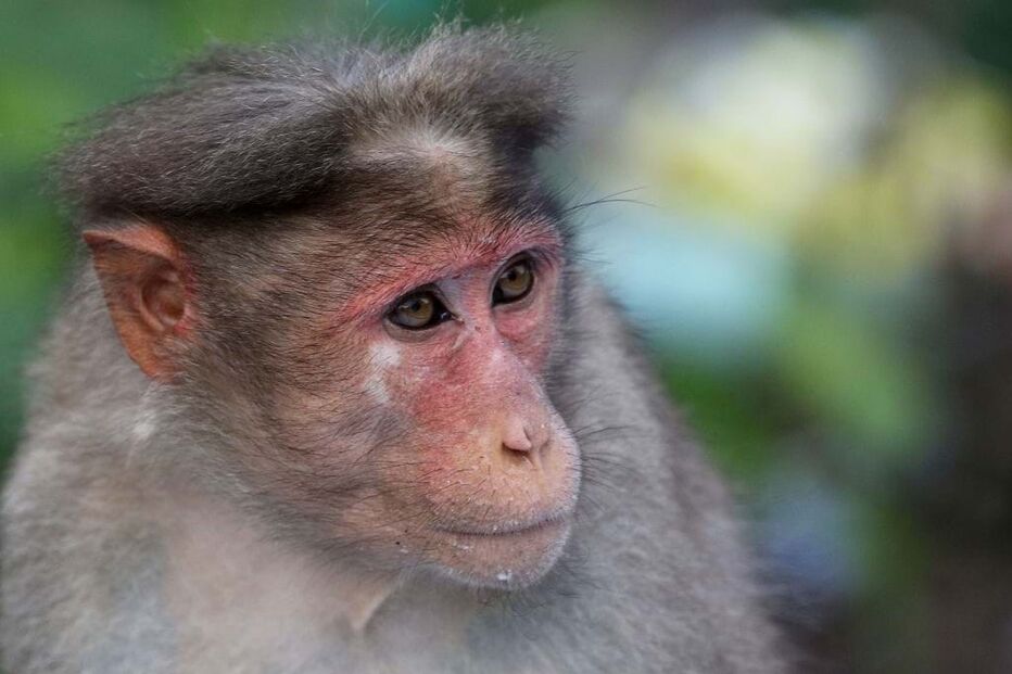 Macacos rhesus