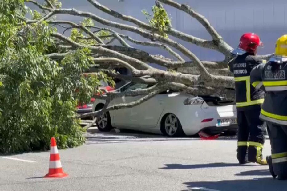Árvore de grandes dimensões cai em cima de carro no Porto