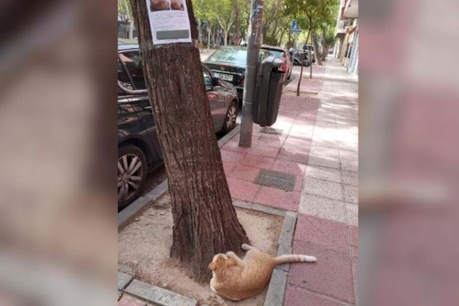 Gato desaparecido encontrado a olhar para o cartaz de procurado em Espanha