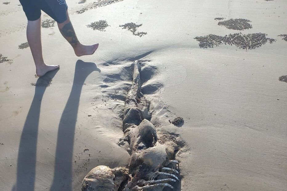Imagens impressionantes mostram esqueleto misterioso encontrado numa praia na Austrália