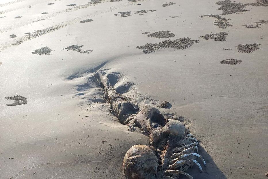 Imagens impressionantes mostram esqueleto misterioso encontrado numa praia na Austrália