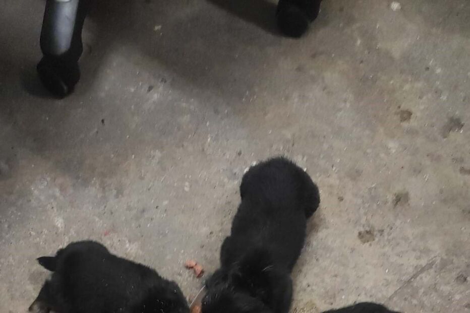 Cães resgatados em Paredes de Coura