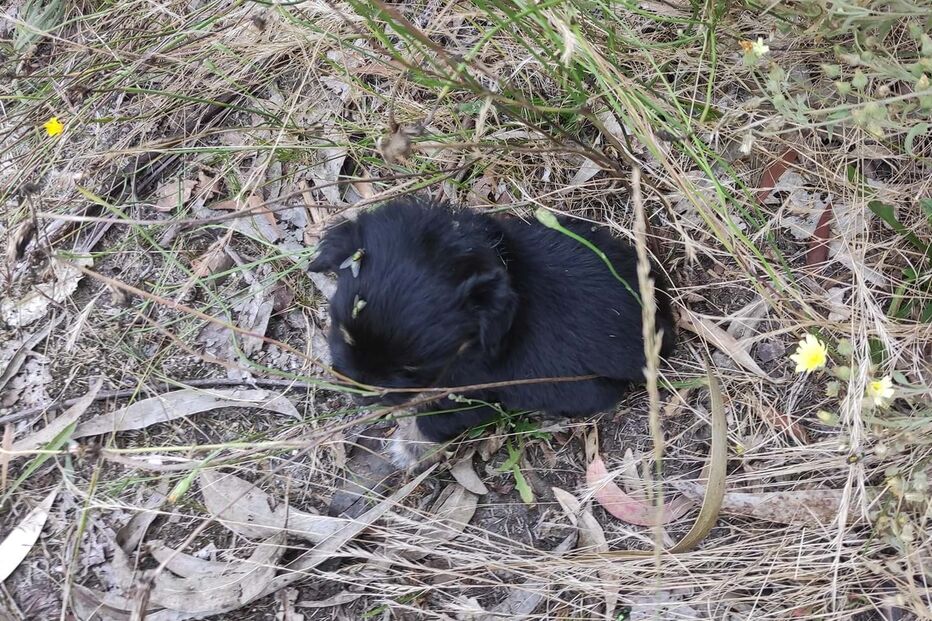 Cães resgatados em Paredes de Coura
