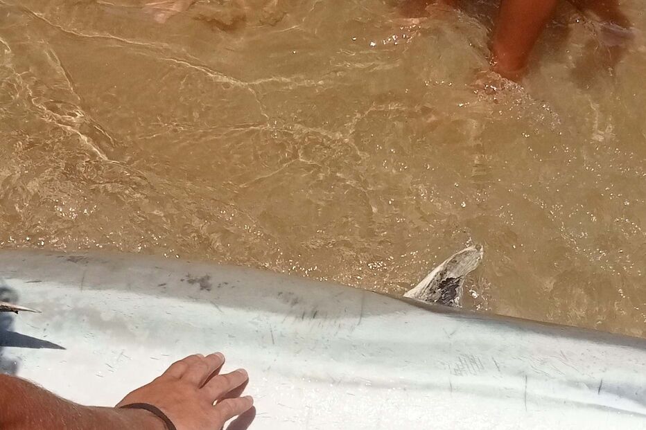 Golfinhos mortos na praia da Fonte da Telha