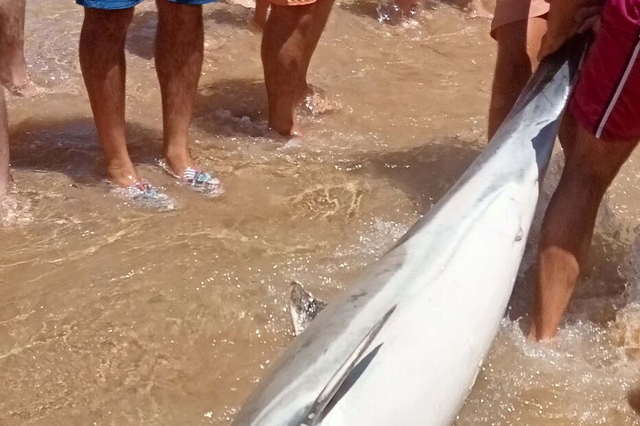 Golfinhos mortos na praia da Fonte da Telha