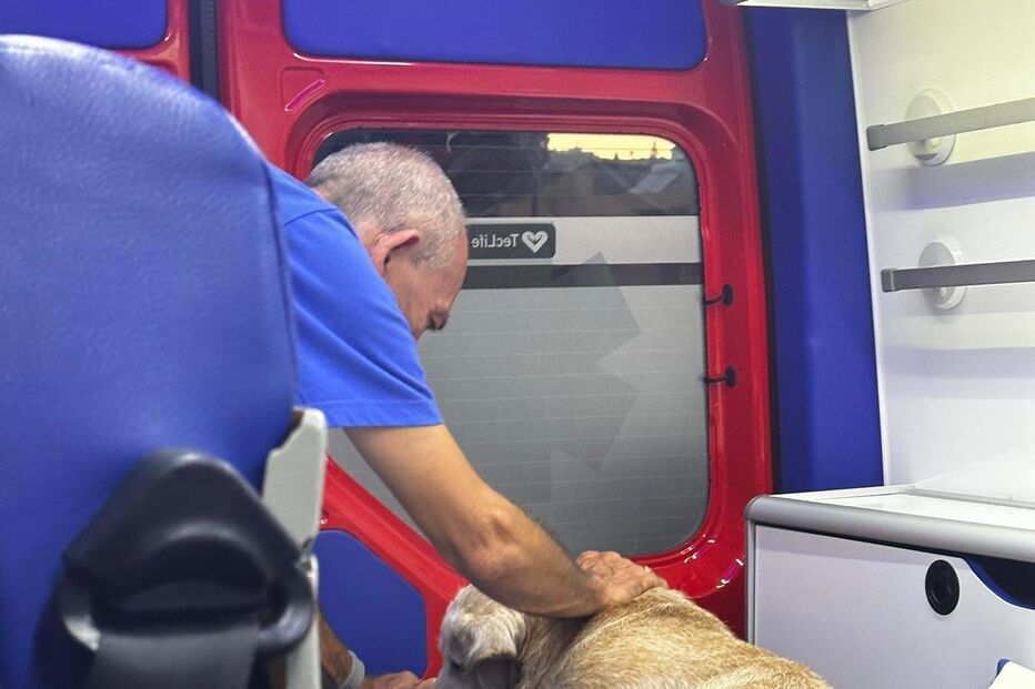 Cão resgatado