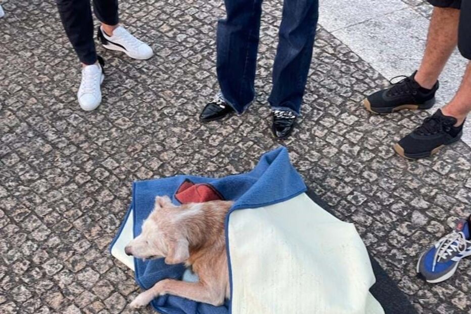 Cão resgatado