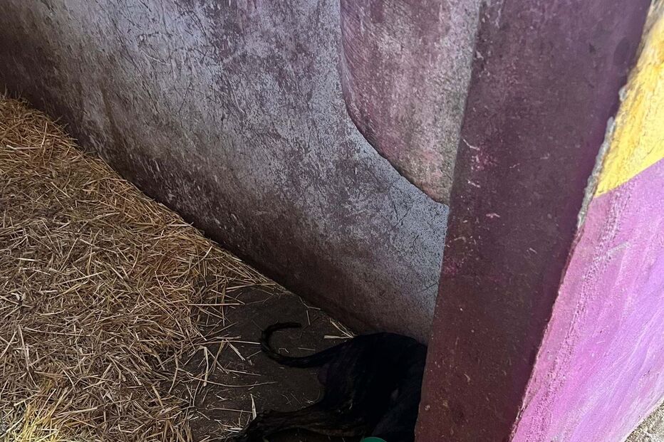 Cão abandonado na Quinta Prates