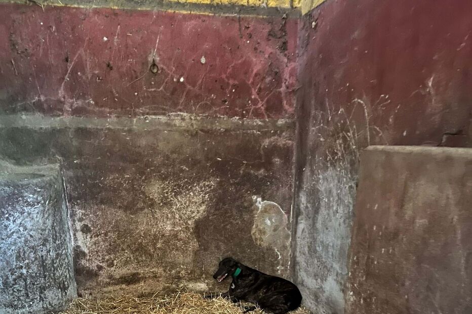 Cão abandonado na Quinta Prates