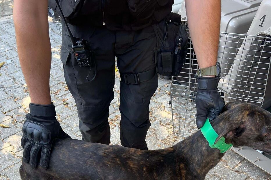 Cão abandonado na Quinta Prates
