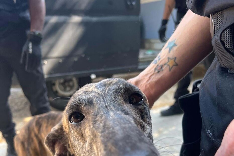 Cão abandonado na Quinta Prates