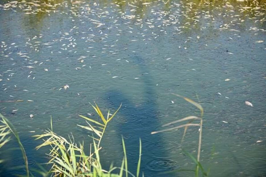 Peixes mortos num rio (Imagem ilustrativa)