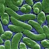 Cyclosporiasis Outbreak Kills Two in Michigan, US