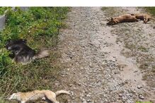 Quatro cães envenenados em Vila Verde